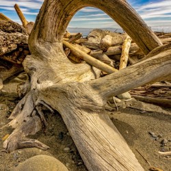 Drift wood in Washington