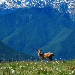 Olympic mountain range