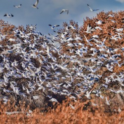 Liftoff of snowbirds