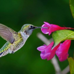 Hummer on flower