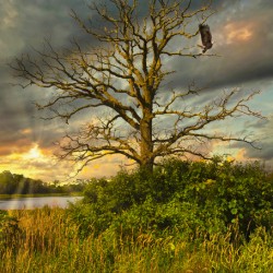 The eagle has landed