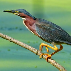 Green Heron hunting