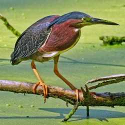 Green Heron 