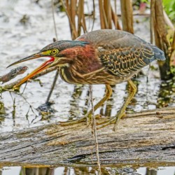 Green Heron doing dinner 