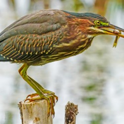 Green heron feeding
