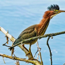 Green heron bristling