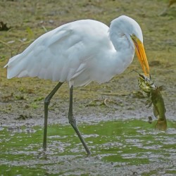 Catfish dinner for egret
