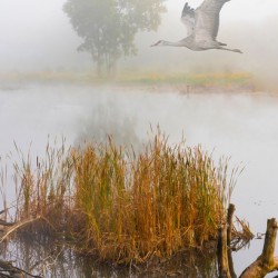 Crane over inland waters 