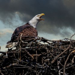 Eagle on nest
