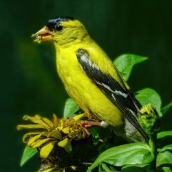 Goldfinch in tree