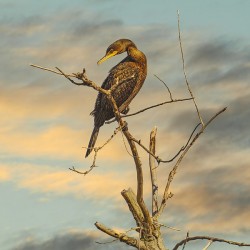 Cormorant at Dusk