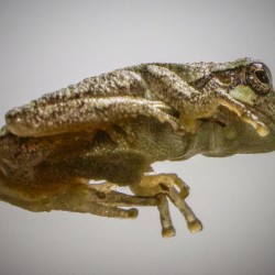 Tree frog