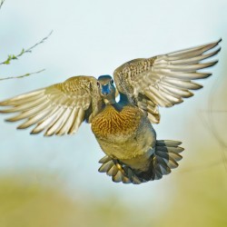 Colorful Wood duck landing