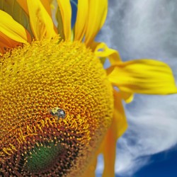 Bee on sunflower