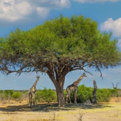 Giraffes under umbrella