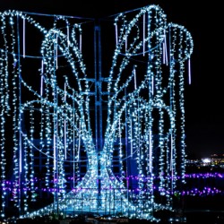 Aboretum Winter Lights