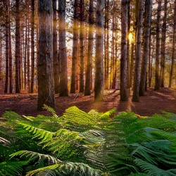 Morning light in the pines