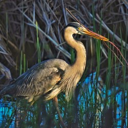 Heron in the morning
