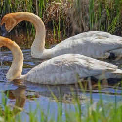 Two swans a swimming
