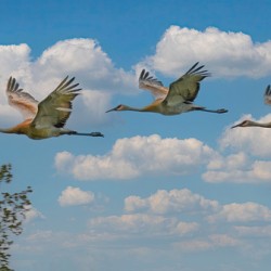 Three cranes a crusin