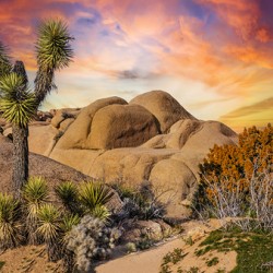 Joshua tree landscape