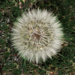 Dandelion Blow-ball