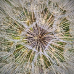 Dandelion Pappus