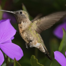 Hummer in the purple