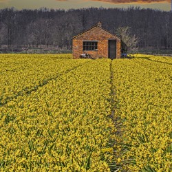 Flourishing fields of flowers Holland