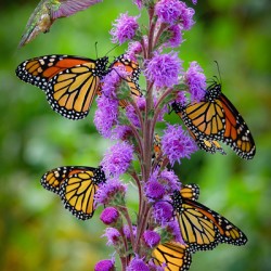 Hummer and butterflys