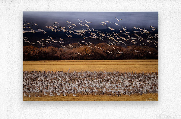 Snowbird Migration  Metal print