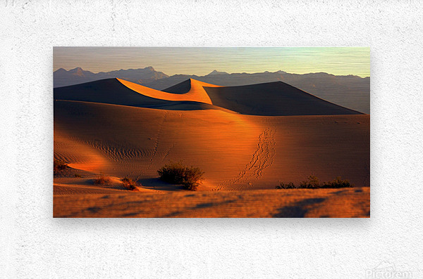 Mesquite Dunes at Dusk  Metal print