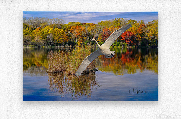 Landing Swan  Metal print