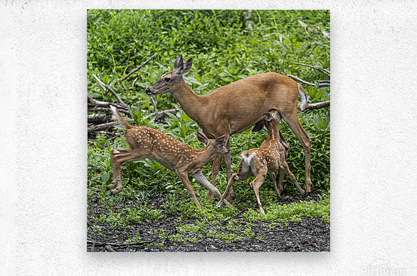 Time for lunch  Metal print