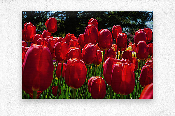 Red tulip parade   Impression metal
