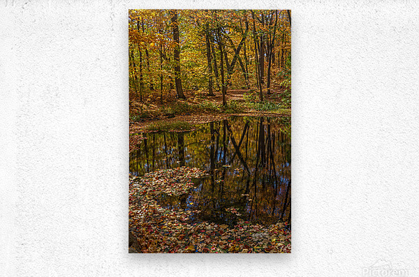 Forest Reflections  Metal print