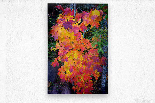 Complimentary Maple colors  Metal print