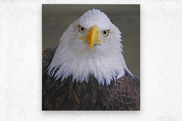 Bald eagle   Metal print