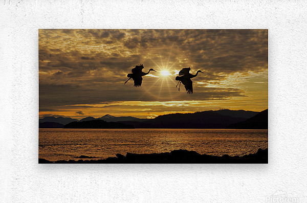 Sandhill cranes over Alaska  Metal print