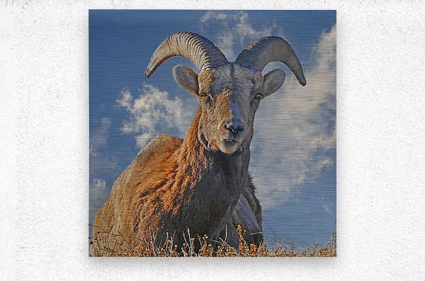 Bighorn Sheep grazing  Metal print