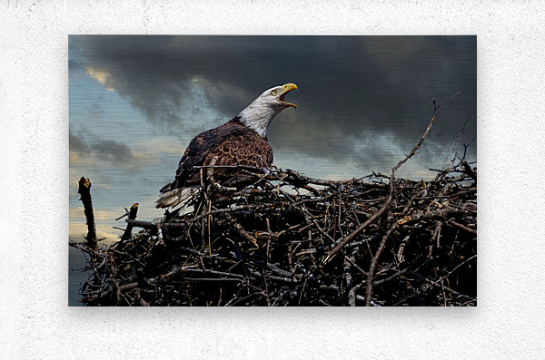 Eagle on nest  Metal print