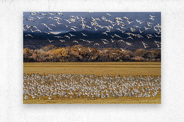 Migration of the birds  Metal print