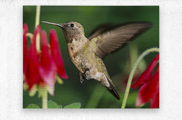 Hummer in the red  Metal print