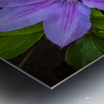 Clematis Flower Metal print