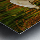 Egret in Flight Metal print