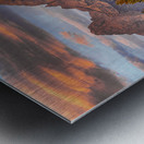 Moose in the Morning Metal print