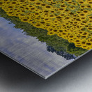 Flower fields Metal print