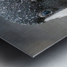 No sweat  Metal print