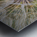 Dandelion Pappus Metal print