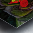 Euphorbia on Display Metal print